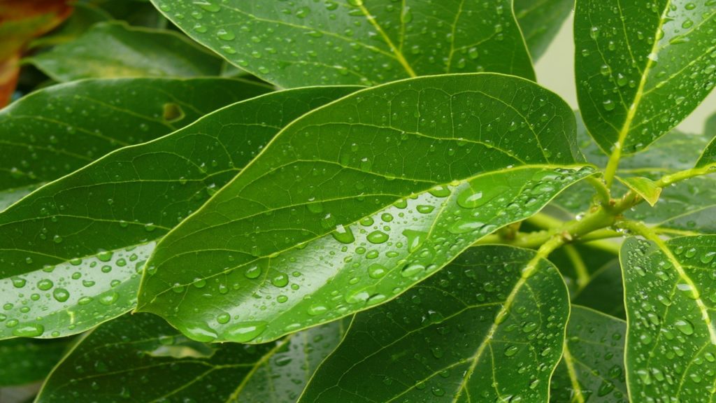 Beneficios del té de hojas de aguacate Cómo prepararlo Cv Interesante